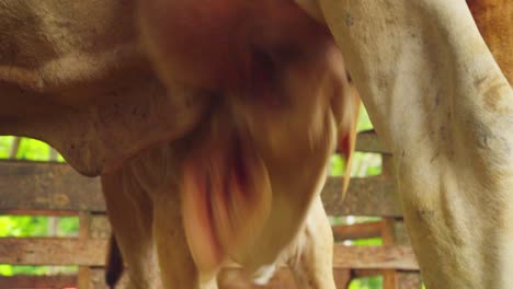 Close-up-of-a-cow's-udder-being-hand-milked-at-a-rustic-farmstead,-evoking-a-natural-and-traditional-dairy-process