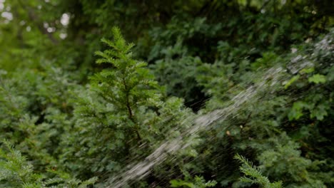 water sprinkler system in park watering fir trees, plants and grass during a hot sunny summer day