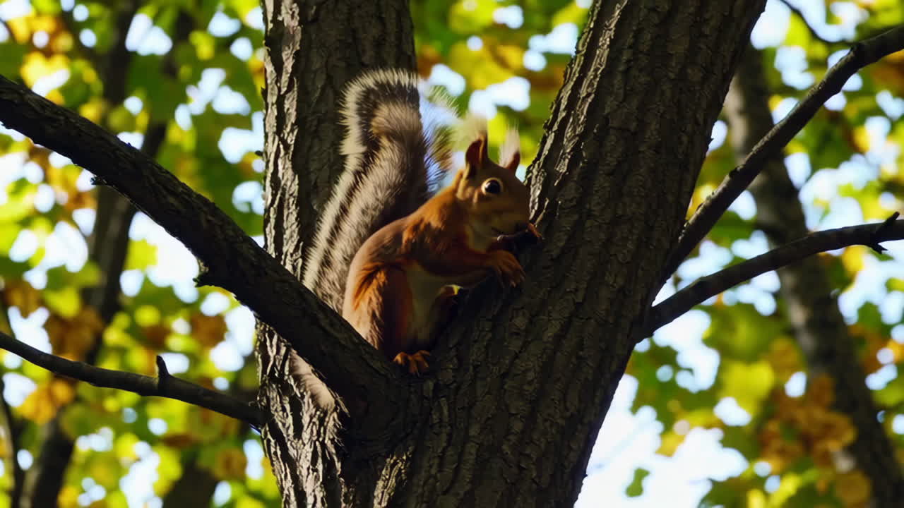 나무 위에 있는 다람 ⁇