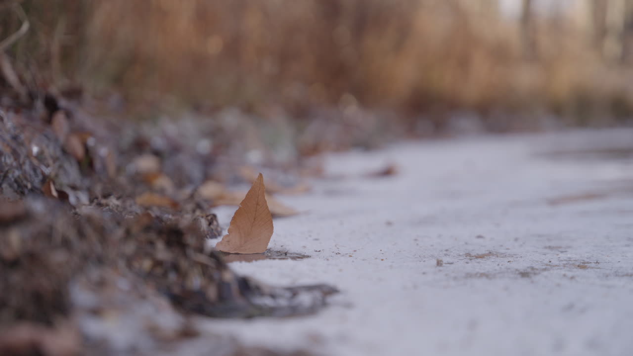 Leaf on the bank of a frozen lake at golden hour