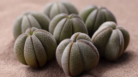 close-up of small green cacti or succulents