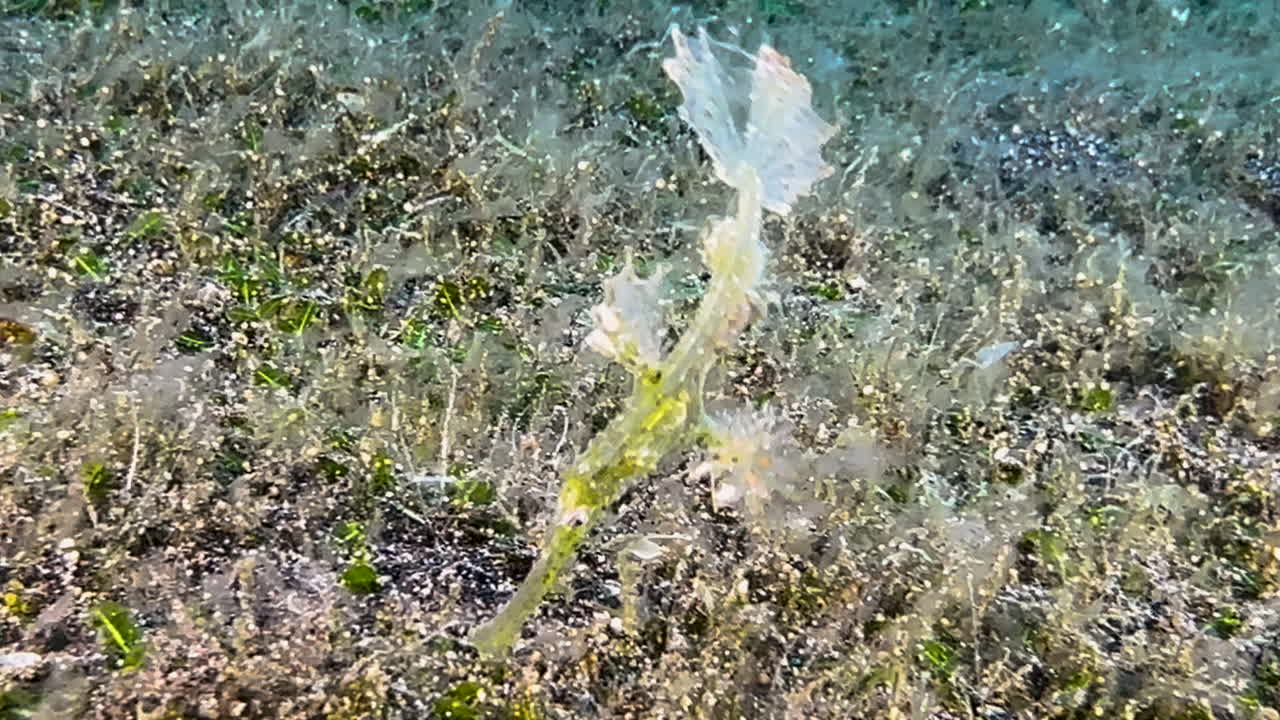 Ornate ghost pipefish moving back and forth in the swell of shallow water