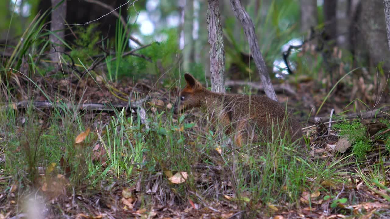 Swamp Wallaby chewing and foraging in bush, Australia