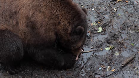 Oso-Pardo-Comiendo-Salmón,-Alaska