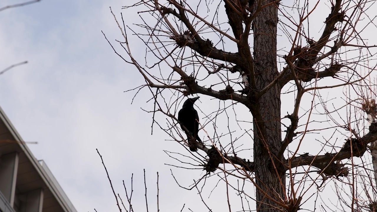 Un corvo nero si muove tra i rami spogli di un albero di ginkgo contro un cielo nuvoloso a Tokyo