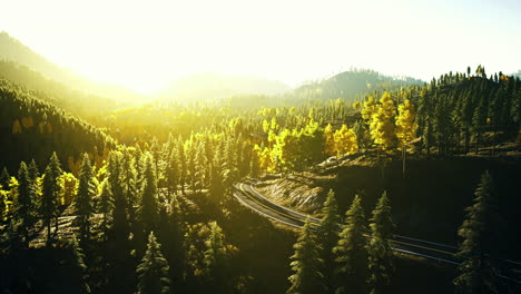 forest landscape with sunlight illuminating trees in autumn season