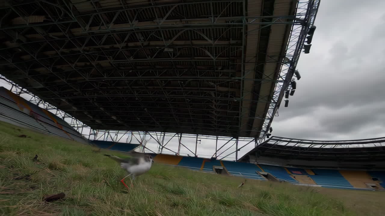 Empty Stadium Under Cloudy Sky with Bird