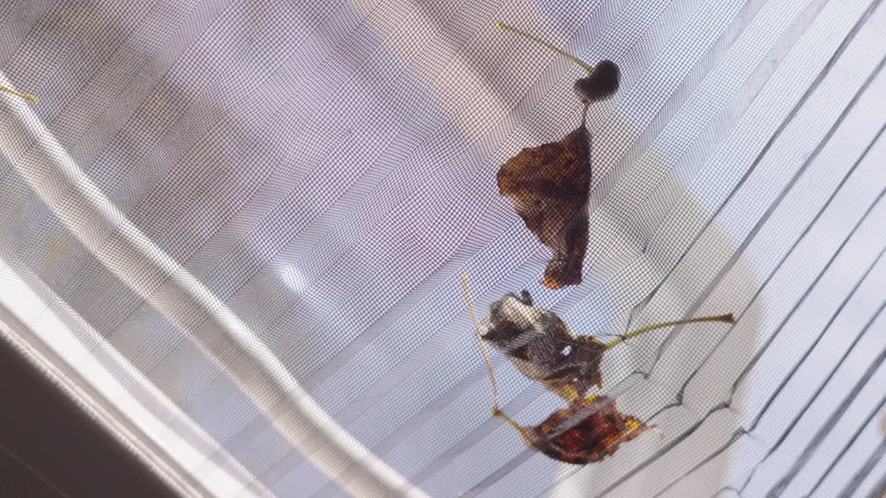 una vista de la ventana del techo de una caravana de mosquitero, en la que caen las hojas de otoño de colores de otoño