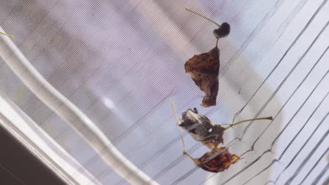 a view of the roof window of a mosquito net caravan, on which fall-coloured autumn leaves are falling