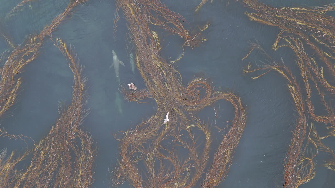 Aerial shot of sea lions moving through ocean near remote Falkland Islands, downward angle drone footage