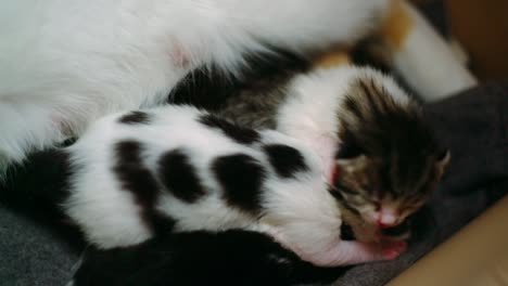 1-week-old kittens cuddle and suckle at their mother