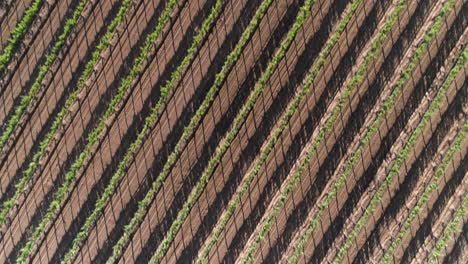 plano aéreo cenital de un viñedo en el valle de guadalupe baja california