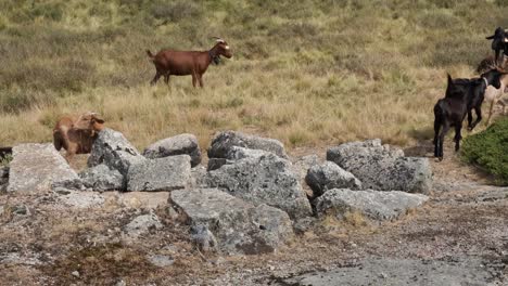 herd of goats passing between rocks, serra da estrela in portugal