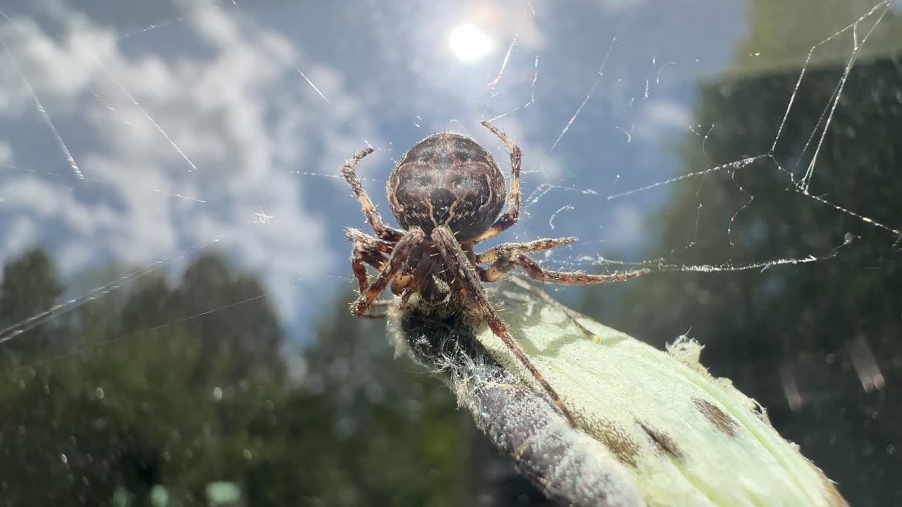 Bridge-spider (Larinioides sclopetarius), also known as gray cross-spider, has caught a Cabbage butterfly (Pieris brassicae) in its web near the window, Estonia.