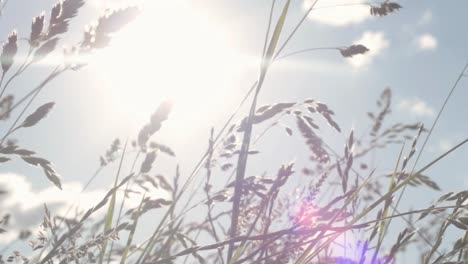 grass blows against sunny blue sky