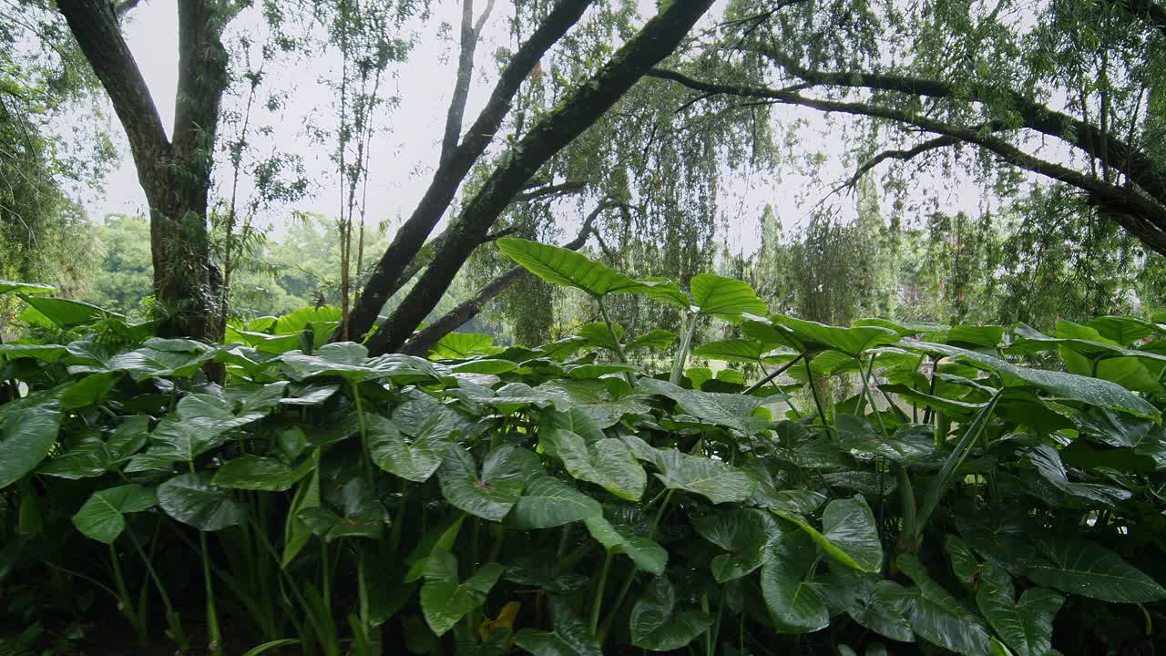 caminando por grandes hojas tropicales cerca de un estanque bajo la lluvia en antigua, guatemala
