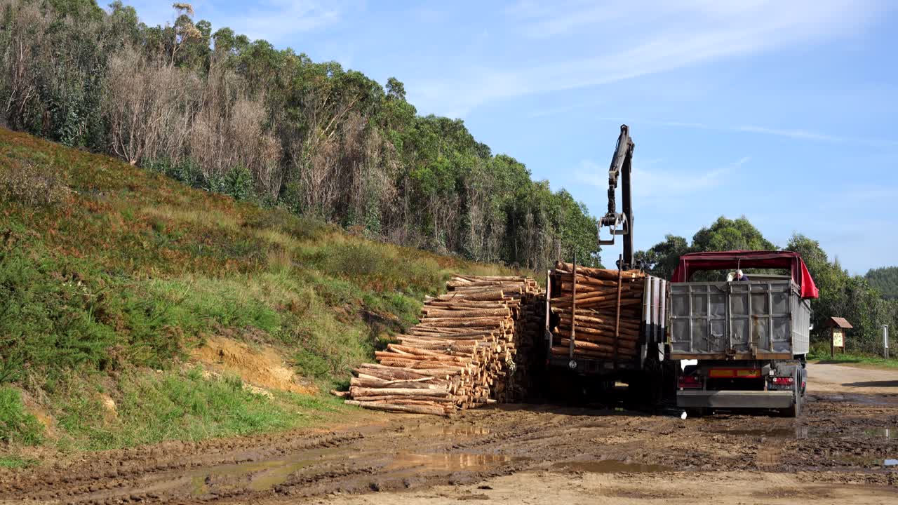 Crane loads logs onto a truck in a forest clearing under blue sky, symbolizing deforestation impact