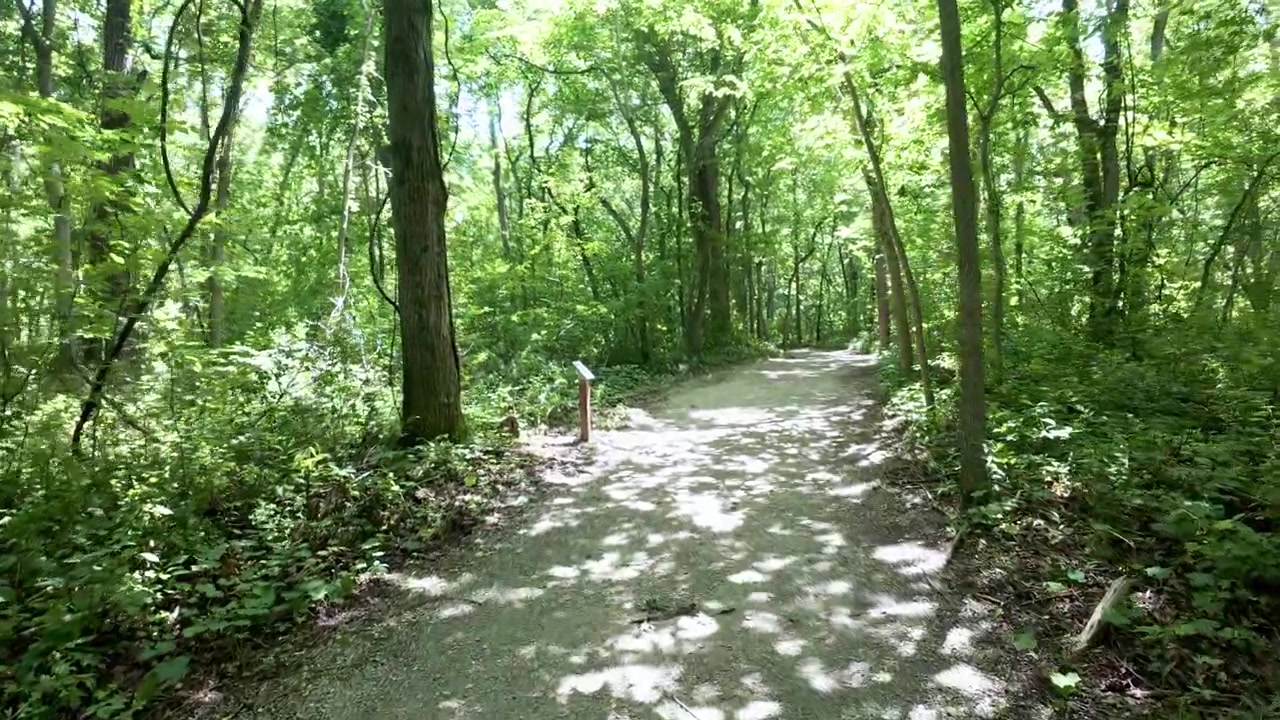 Paseo cinematográfico en primera persona a través de un antiguo bosque carolinio.
