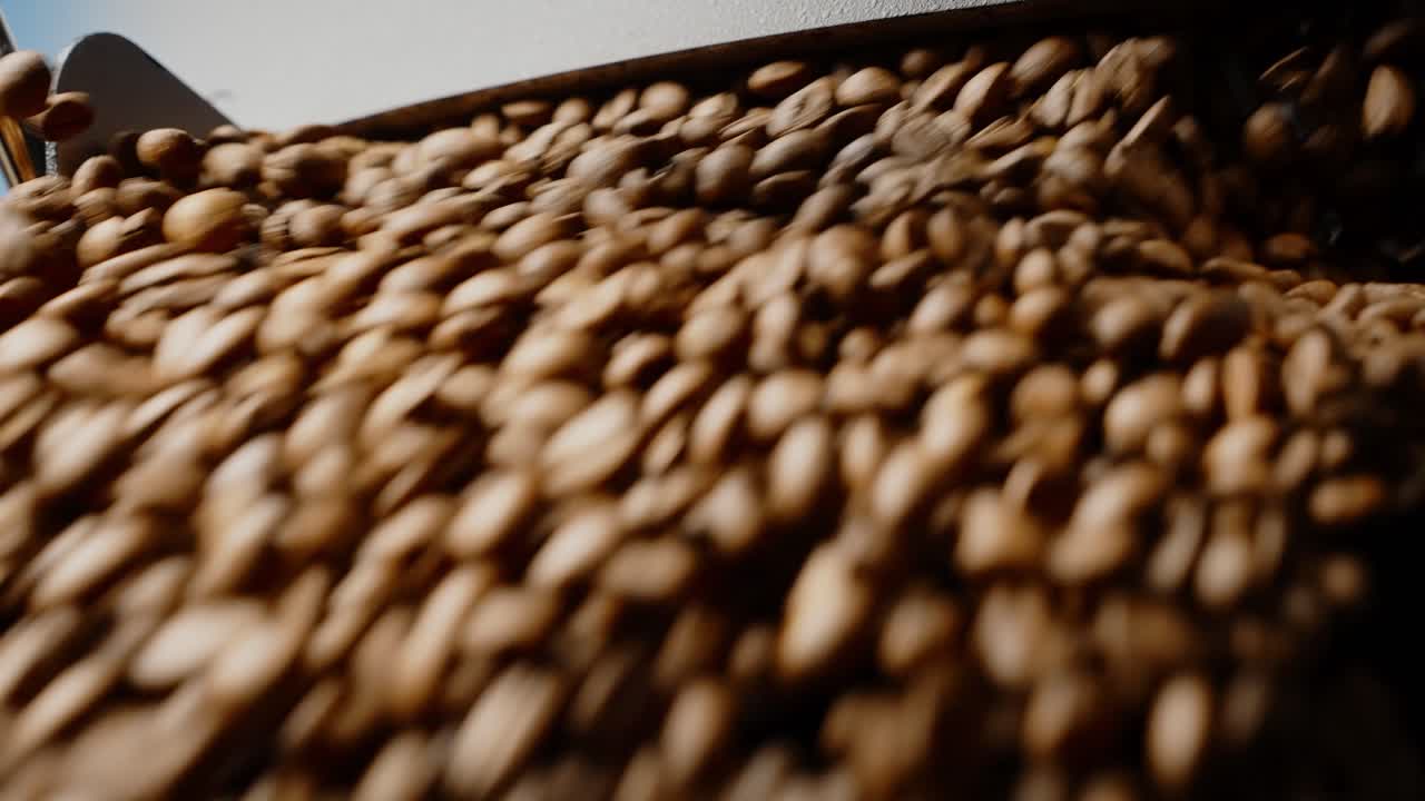 Coffee Beans Processing