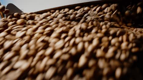 coffee beans processing