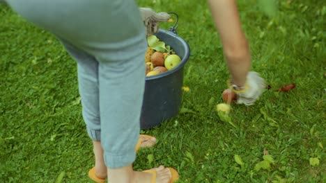 close-up shot of a female picking up the fallen apples in an orchard on a cloudy autumn day