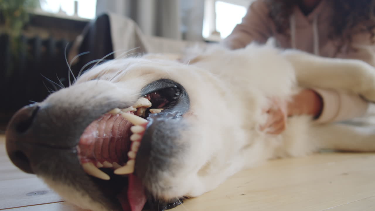 un cachorro de golden retriever feliz recibiendo masajes en el vientre