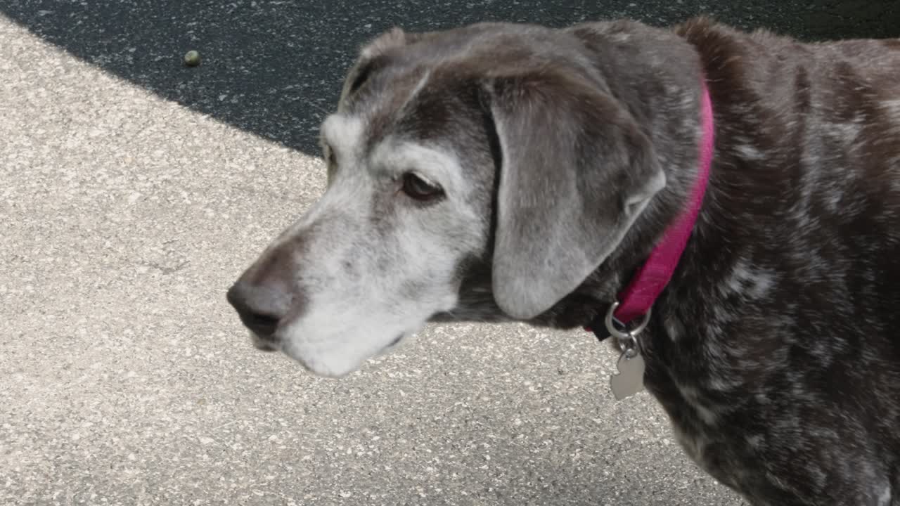 Older dog follows a scent in slow motion