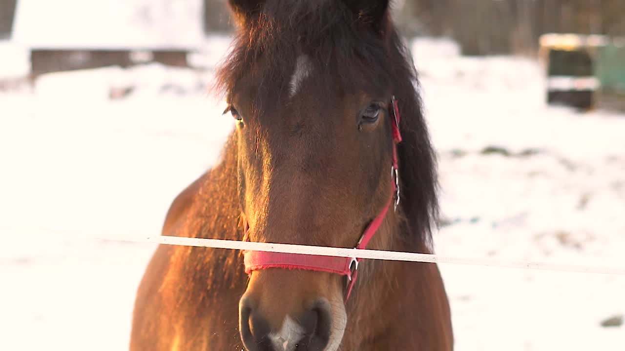 A brown horse with a red halter stands behind a fence in a snowy winter landscape at sunset