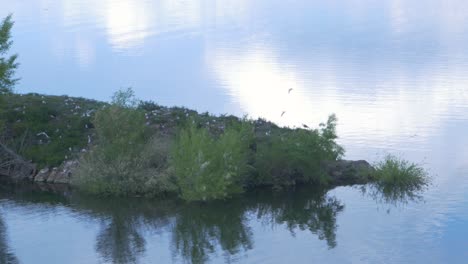 birds on a river island at dawn/dusk