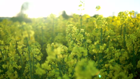 dolly backwards shot of blooming canola field in nature during sunny day in countryside farm field - close up