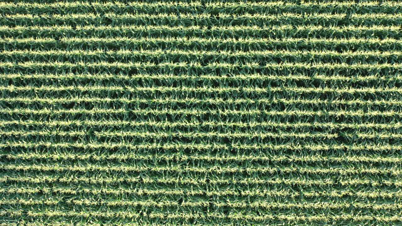 vista aérea de un campo de maíz