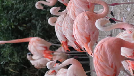 bright flamingos stand in a group against the back 4k 2025 08 04 23 31 33 utc.mov | african, animal, animals, avian