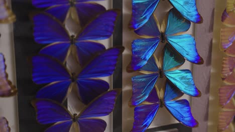 butterfly collection, tilt up over series of blue insects