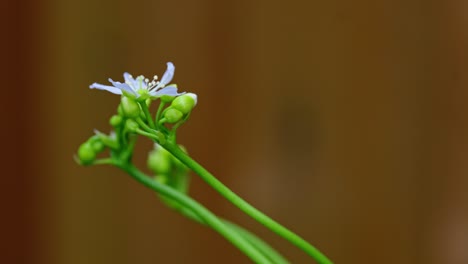 video zeigt gelbe hoverfly auf venus-flytrap-blüten