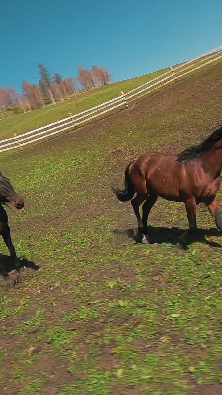 caballos de pura sangre sanos disfrutan de correr a lo largo del campo en el paddock del rancho en un día soleado primer punto de vista. hermosos animales de la granja al aire libre actividad en cámara lenta
