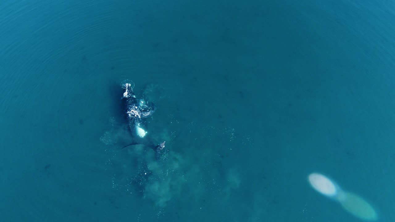 파타고니아 바다의 푸른 바다에서 노는 남방긴수염고래 가족의 조감도