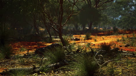 red-sand-bush-with-trees