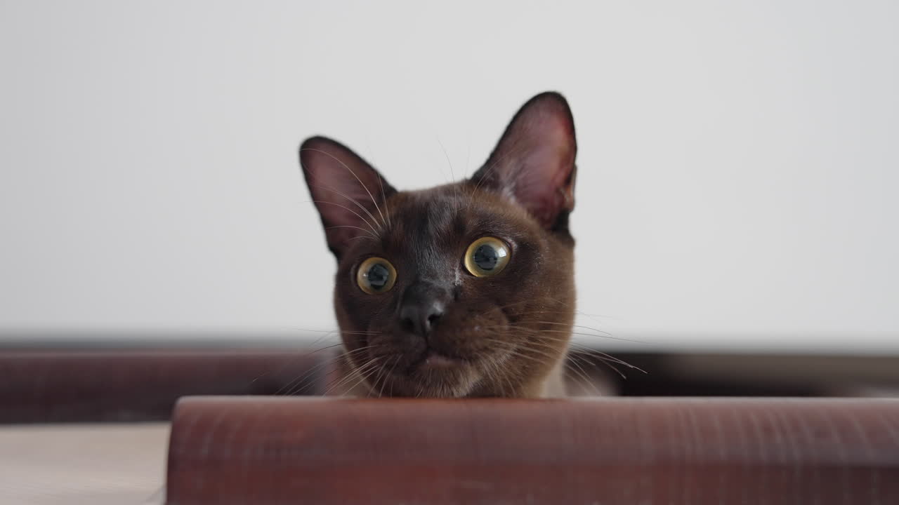 Face of a pretty brown cat at home. Lovely domestic pet sitting on sofa and looking on camera. Portrait of adorable burmese kitten with large eyes.