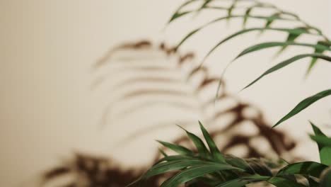 close up of green leaves on beige background with copy space in slow motion