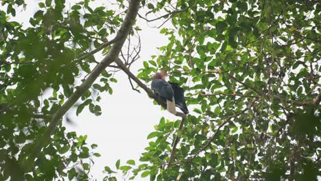 seen from below while vigorously preening itself, wreathed hornbill rhyticeros undulatus, male, thailand