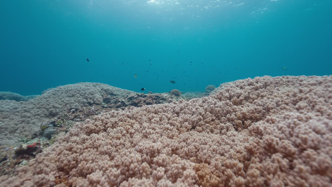 Underwater slow motion shot of cauliflower coral covering a vast area of the sea bed with fish swimming in the clear blue ocean water