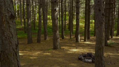 walking through pine trees of quiet forest at morning, mystery place on mountain