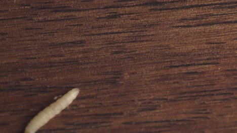 indianmeal moth larva wriggling on wooden floor surface