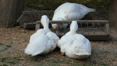 domestic ducks feed