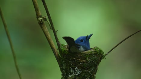 black-naped blue flycatcher, hypothymis azurea, thailand