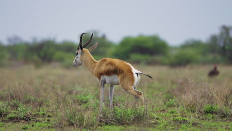 Springbockantilope-In-Freier-Wildbahn,-Zentrales-Kalahari-Wildreservat-In-Botswana-–-Weitwinkelaufnahme