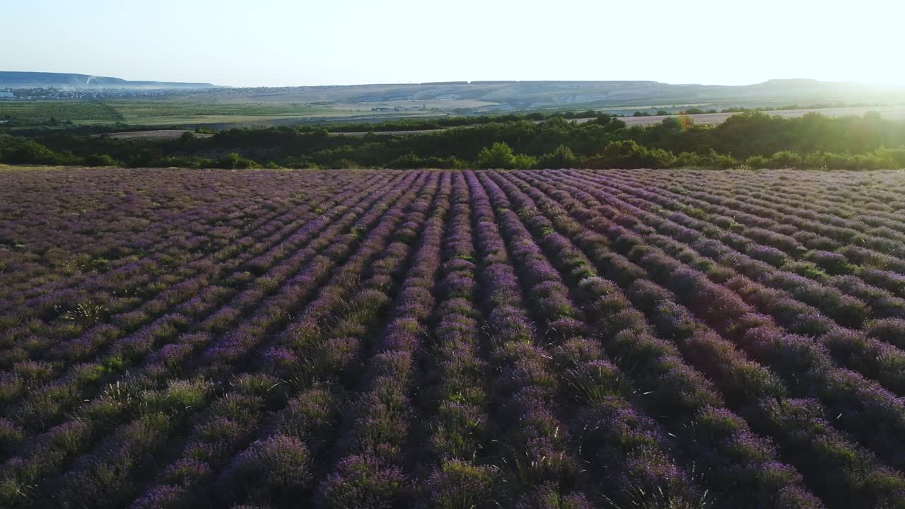 campo de lavanda visto desde el aire