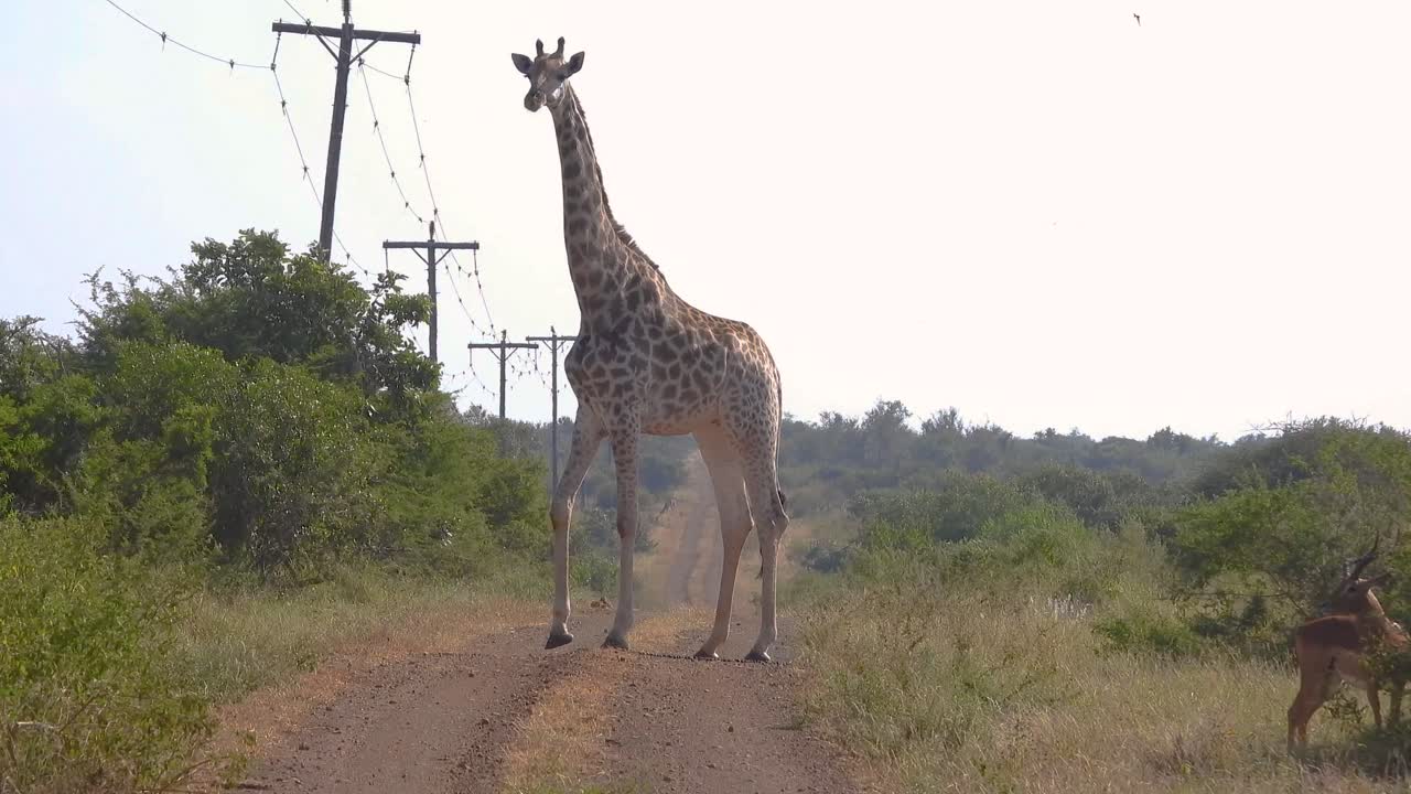 Majestic giraffe stands tall on dusty rural road lined with power poles, creating striking contrast between wild nature and human infrastructure. Highlights urban wildlife adaptation.
