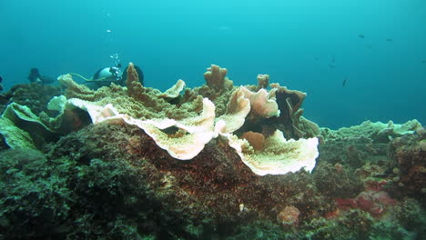 scuba diver observing coral growth