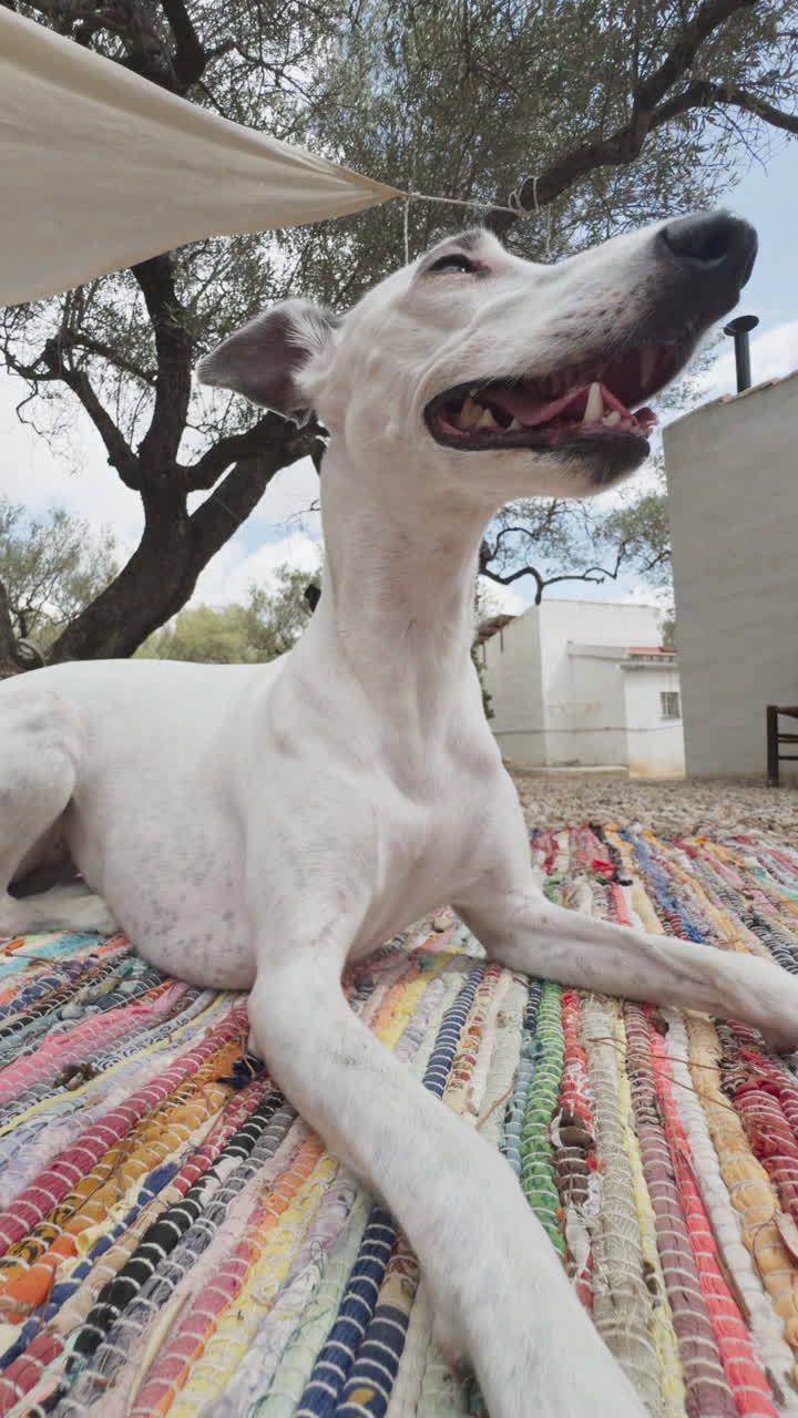 Un galgo inglés relajándose al aire libre en la naturaleza en vertical